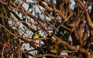 Azure Kingfisher And Beeater